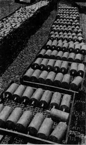 Rows of cylindrical display shells laid out on drying trays in a 1983 archival print